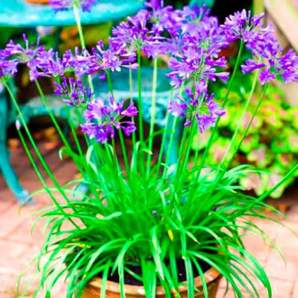 Afrikanische Lilie (Agapanthus) Brilliant Blue interface.image 4