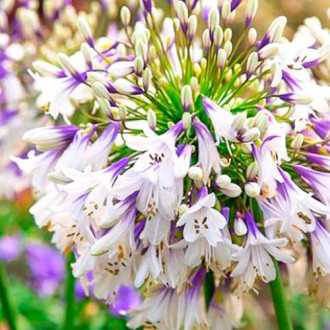 Afrikanische Lilie (Agapanthus) Fireworks interface.image 5