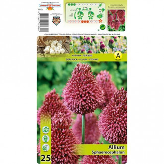 Allium Sphaerocephalon interface.image 5