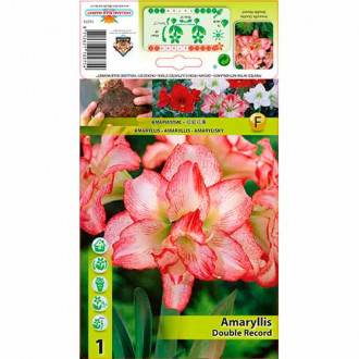Amaryllis (Ritterstern) Double Record interface.image 2