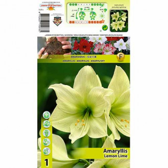 Amaryllis Lemon Lime interface.image 4