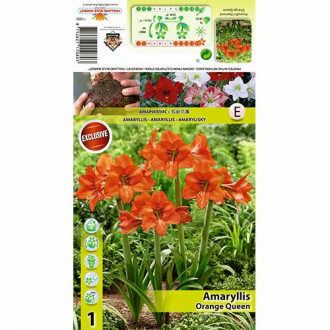 Amaryllis Orange Queen interface.image 1