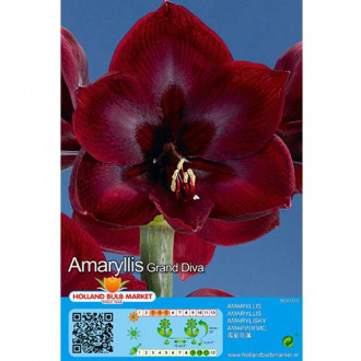 Amaryllis (Ritterstern) Grand Diva interface.image 5