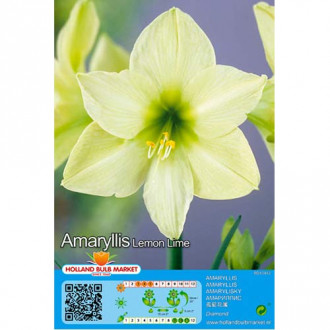 Amaryllis (Ritterstern) Lemon Lime interface.image 1