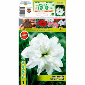 Amaryllis White Peacock interface.image 4