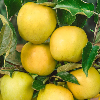 Apfel Golden Reinders, C2 interface.image 8
