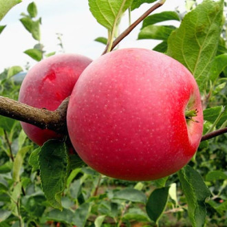 Apfel Jeromine, C2 interface.image 8