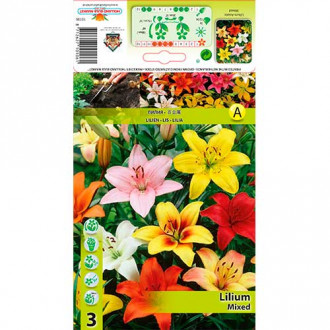 Asiatische Lilie, Farbmischung interface.image 1