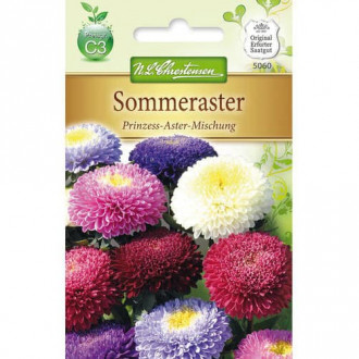Sommeraster Prinzess- Aster interface.image 3