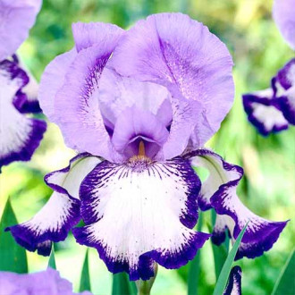 Bartiris (Iris) On Edge interface.image 11