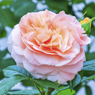 Beetrose Duchess of Cornwall interface.image 5