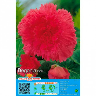 Begonie Double Pink interface.image 5