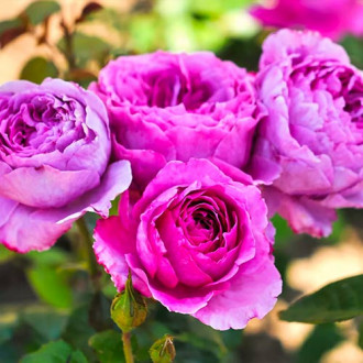Blumenstrauß Rose Adore Aroma interface.image 4