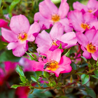 Blumenstrauß Rose Barbi Mella interface.image 6