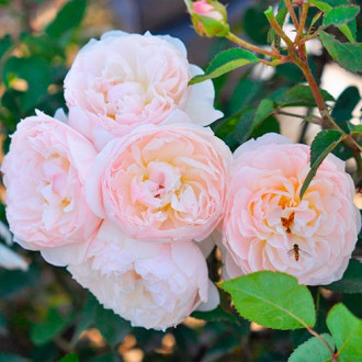 Blumenstrauß Rose Natural Aroma interface.image 6