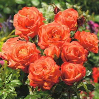Rose orange (Menge im Paket: 1 Pflanze) interface.image 6
