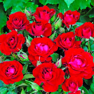 Strauchrose Rose Red Spot® interface.image 3