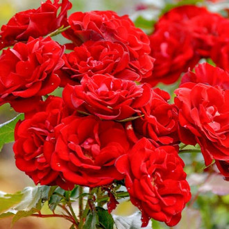 Rose rot (Menge im Paket: 1 Pflanze) interface.image 2