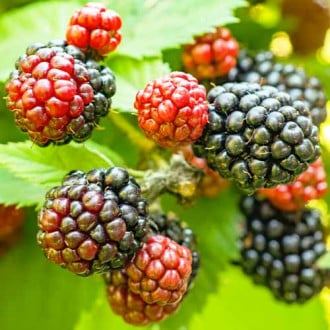Brombeere Tricolor interface.image 2