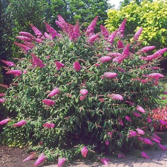 Buddleia Border Beauty interface.image 1