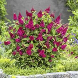 Buddleia Butterfly Red interface.image 6
