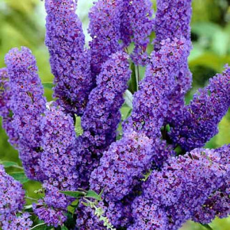 Buddleia Dart'S Papillon Bleu interface.image 1