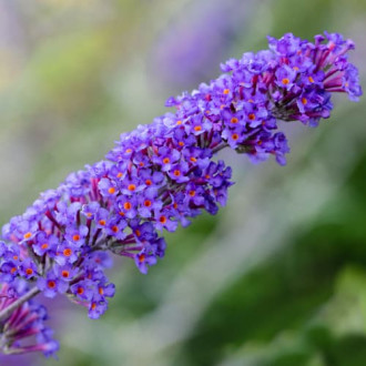 Buddleia Nanho Blue interface.image 1