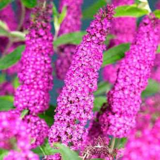 Buddleia Summer Beauty, Р9 interface.image 2
