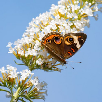 Buddleia White Bouquet interface.image 3