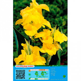 Canna Yellow interface.image 2