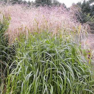 Chinaschilf (Miscanthus) Desert Gold interface.image 4