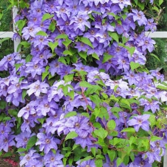 Clematis Blue Angel interface.image 6