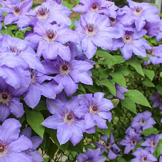 Clematis Blue Cotillion, С2 interface.image 4