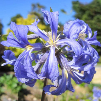 Clematis Cassandra interface.image 3