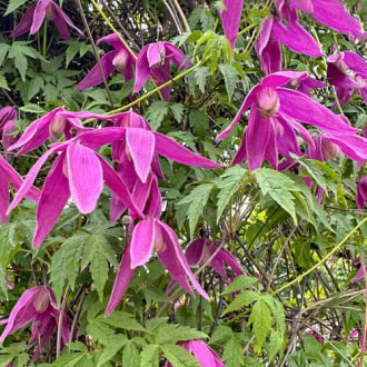 Clematis Constance, С2 interface.image 6
