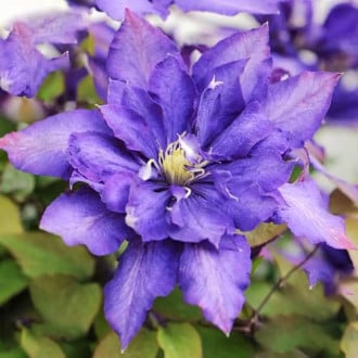 Clematis Daniel Deronda interface.image 4