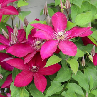 Clematis Expander, С2 interface.image 5