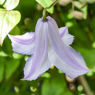 Clematis Fairy Slippers, С2 interface.image 5