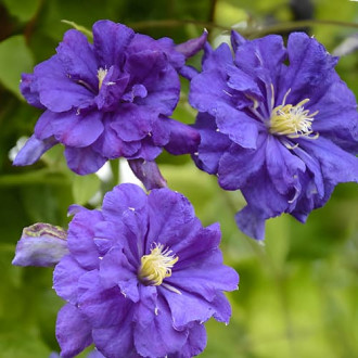 Clematis Floral Dance, С2 interface.image 6