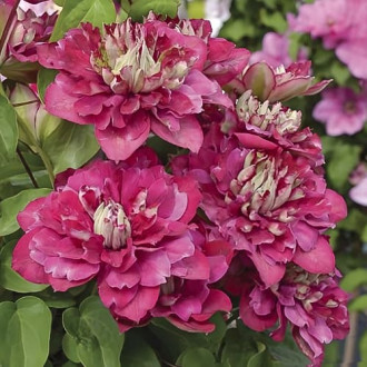 Clematis Hot Kisses, С2 Bild 7 Clematis Hot Kisses, С2 interface.image 7