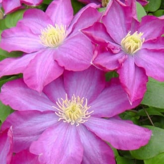 Clematis Kakio Pink Champagne, С2 interface.image 1