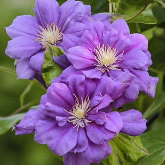 Clematis Krolowa Bona, С2 interface.image 2