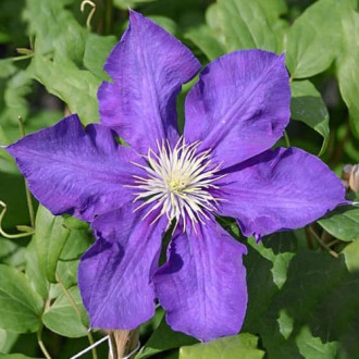 Clematis Lady Betty Balfour interface.image 1