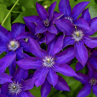 Clematis Lavender Beauty, С2 interface.image 1