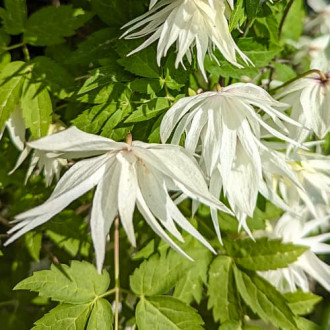 Clematis Lemon Dream, С2 interface.image 2