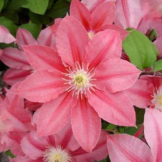 Clematis Little Mermaid interface.image 4