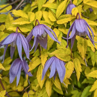Clematis Luminous® Dusk, С2 interface.image 3
