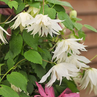 Clematis Luminous® Snow, С2 interface.image 4