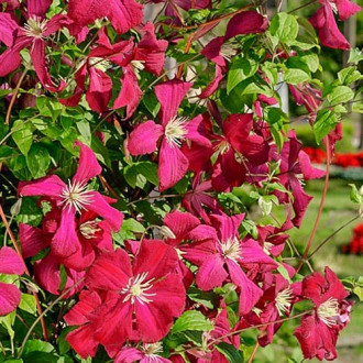 Clematis Madame Julia Correvon interface.image 5