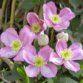 Clematis Montana Tetrarose interface.image 5